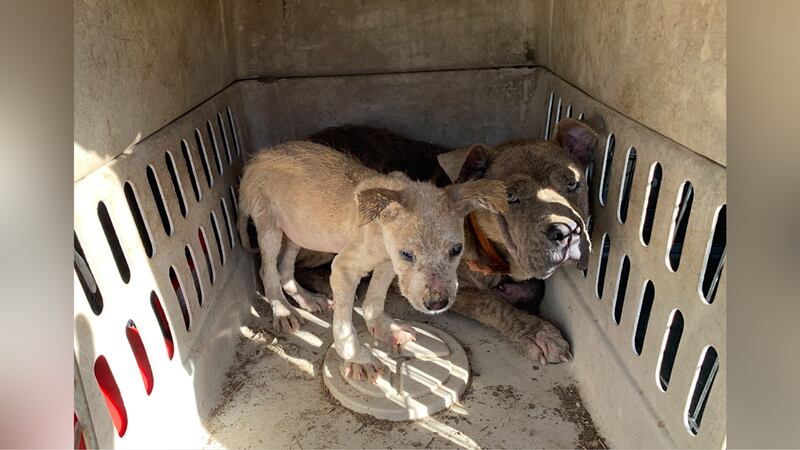 Texas authorities say two dogs were recently found abandoned on the side of the road.