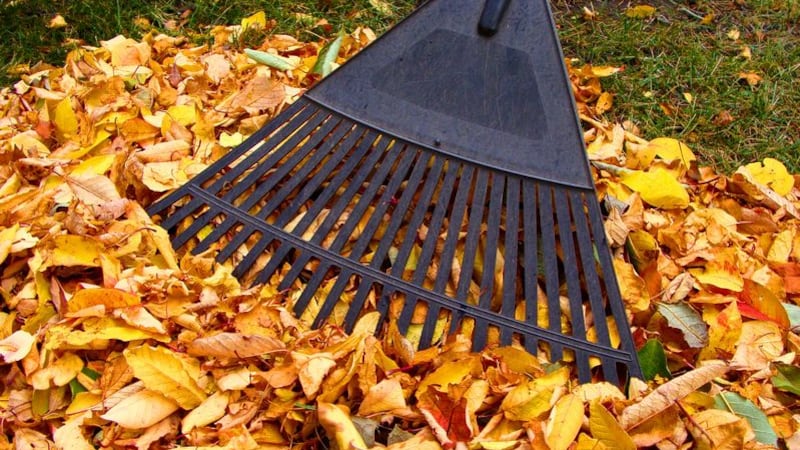 10331544 - rake in a pile of colorful autumn leaves