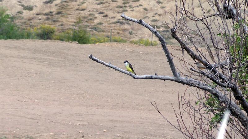 The Thick-billed kingbird perches on a snag in a dry field, bright colors vivid in comparison.
