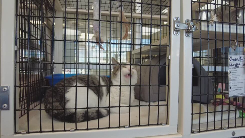 Advocates believe some overwhelmed shelters may soon have to put down healthy animals to make...