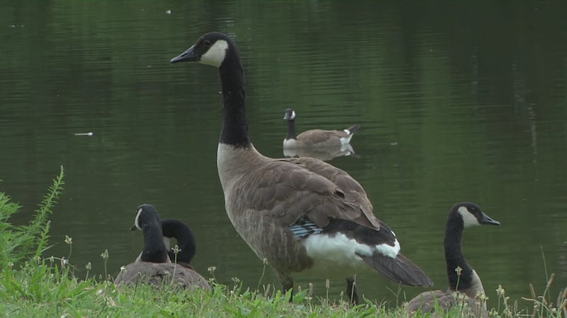 The Colorado Parks and Wildlife is advising bird hunters to be on the lookout for avian flu.