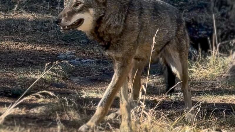 The Colorado Wolf and Wildlife Center, nestled in Divide, Colorado, proudly announces the...