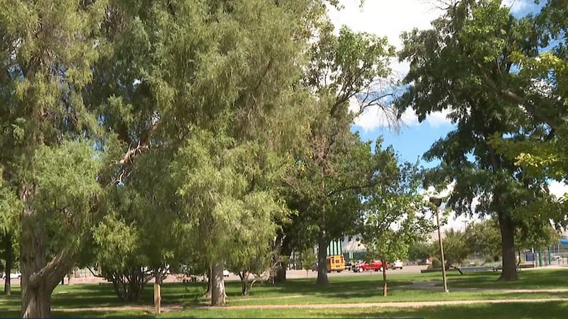 Trees at Lincoln Park in Grand Junction.