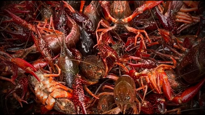 Red swamp crawfish