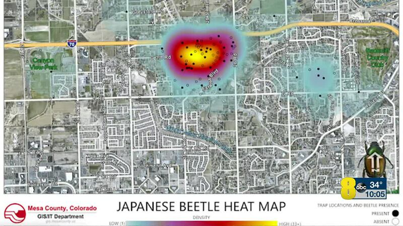 ONE OF THE MOST DAMAGING INSECT PESTS IN THE U-S HAS BEEN DISCOVERED BREEDING IN THE APPLETON...